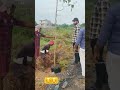 #planting tress#work in progress 🍀🌴🌴☘️☘️🌳🌳🌳