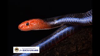 【解説】世界で一番美しいヘビはこのコブラ