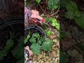 How to propagate climbing hydrangeas. More free tutorials on my Insta at anya thegarden fairy