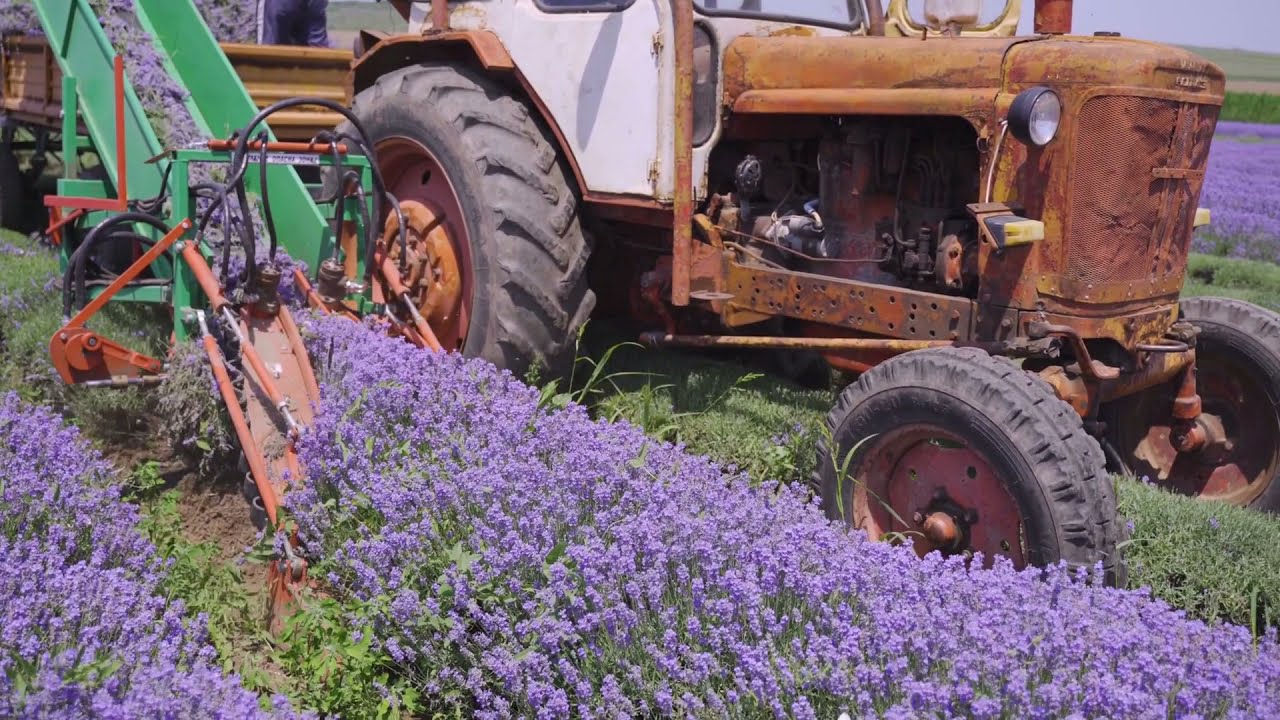 Lavanta Hasadı Görüntüleri - lavender harvest