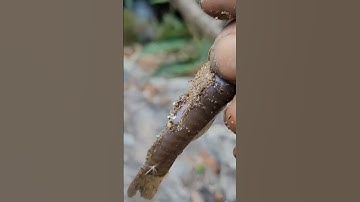 câu cá Suối cảnh đẹp thác nước núi rừng 🎈👍