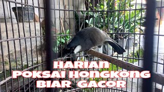 Harian Poksay Hongkong biar Gacor...!!!