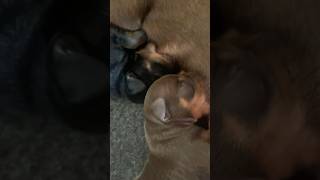 2 Cute Min Pin Puppies Drinking Leche 🍼🐶 #shorts