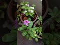 Sadabahar plant 🪴🌿🌸#birdsounds #shorts #flowers #morningvibes #viral #trendingshorts