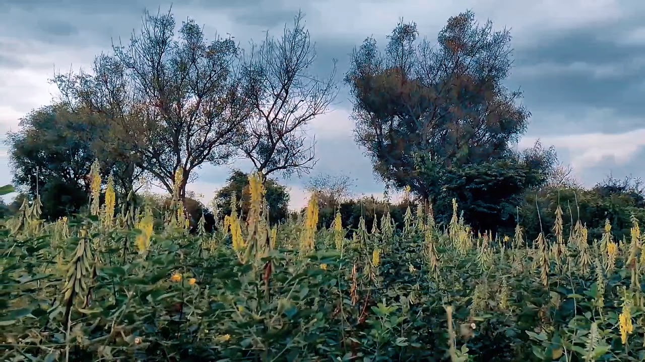 Oneplus 7T Slow motion