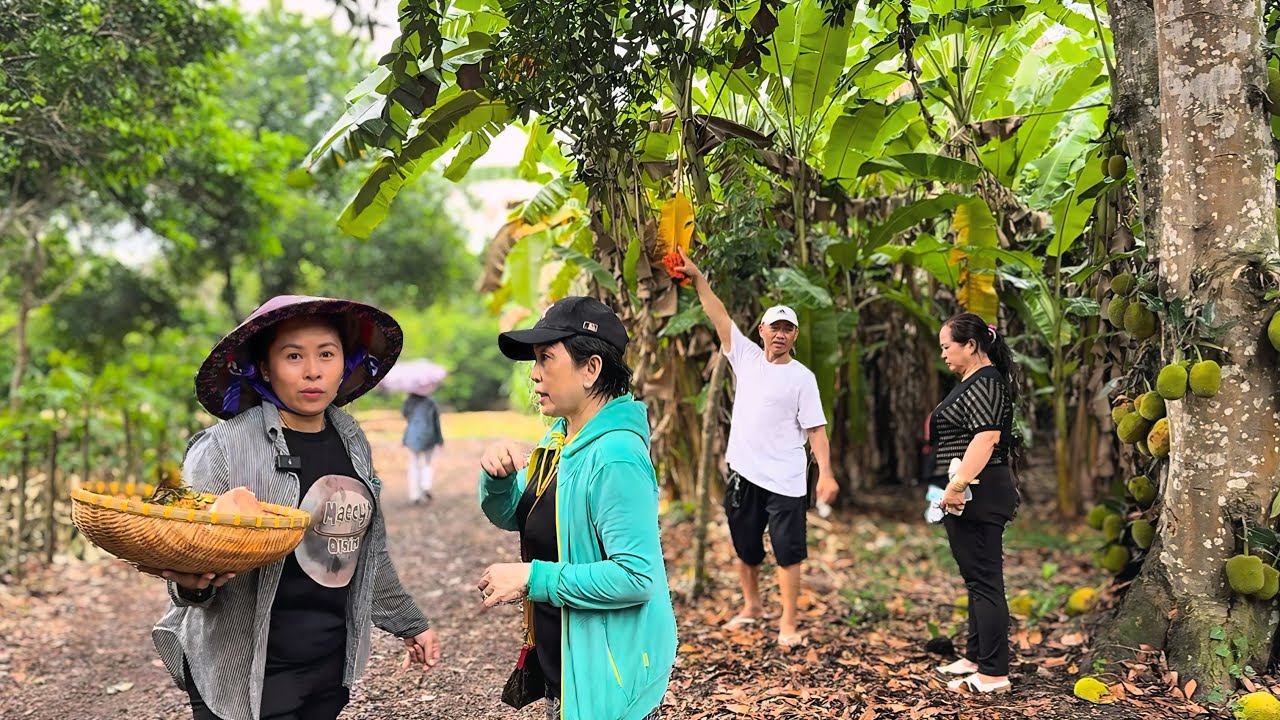 TIẾP KHÁCH TRONG MƯA •CÂY MÍT LONG KHÁNH QUÊ EM ĐÃ TRỤI LỦI