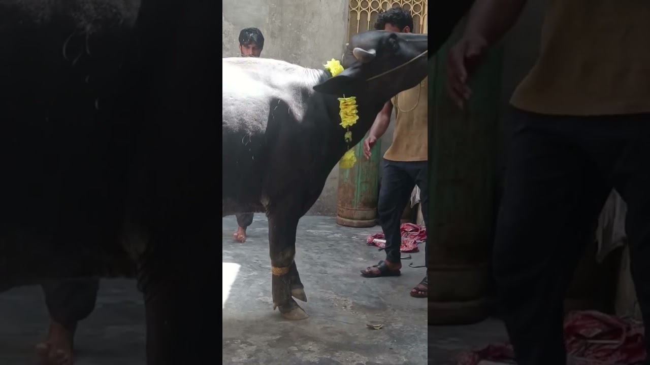 before buffalo cutting  | export butcher doing for work processing