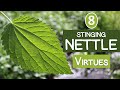 The 8 Virtues of STINGING NETTLE