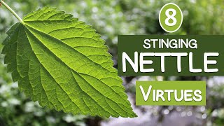 The 8 Virtues of STINGING NETTLE by SuperfoodEvolution 10,907 views 6 months ago 10 minutes, 26 seconds