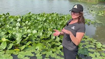 Habitat Hints: Aquatic Vegetation