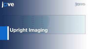 Upright Imaging of Drosophila Embryos l Protocol Preview