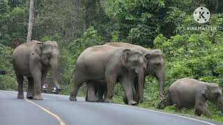 ตื่นเต้นเมื่อสมาชิกโขลงแม่ด้วนพรวดออกมาจากโป่ง #elephant #wildlife #เขาใหญ่ #มรดกโลก