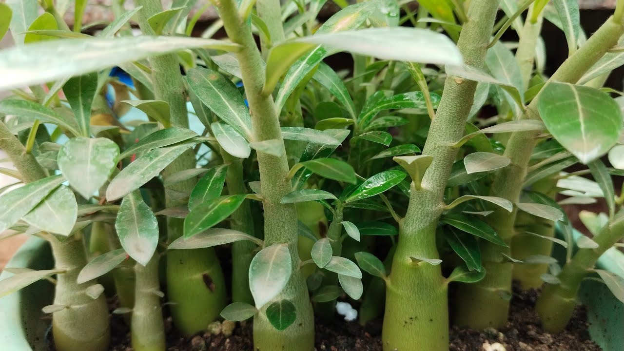 एडेनियम की सीडलिंग कैसे करे..?Adenium Seedling Growing Method  