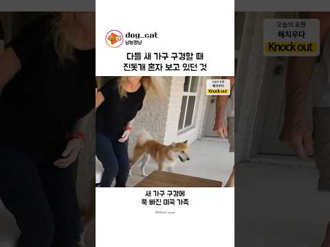 다들 새 가구 구경할 때 진돗개 혼자 보고 있던 것 thumbnail
