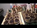 6 March Little building. Power back on, more seed sprouts