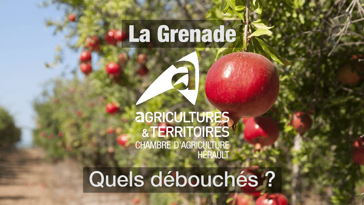 La grenade : quels débouchés ?