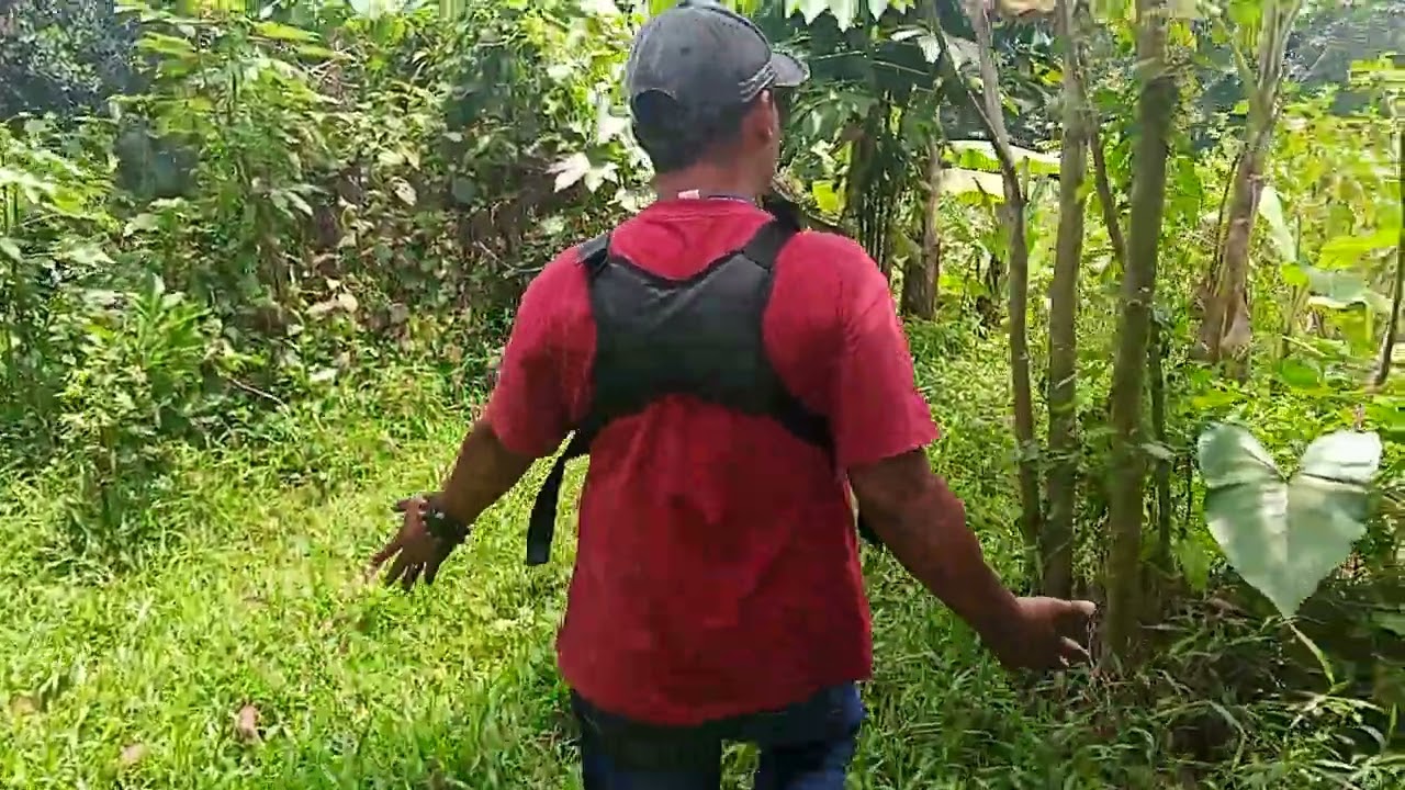 Di jual tanah kebun SE luas 2200m termurah Lokasi kec cibungbulang cibatok