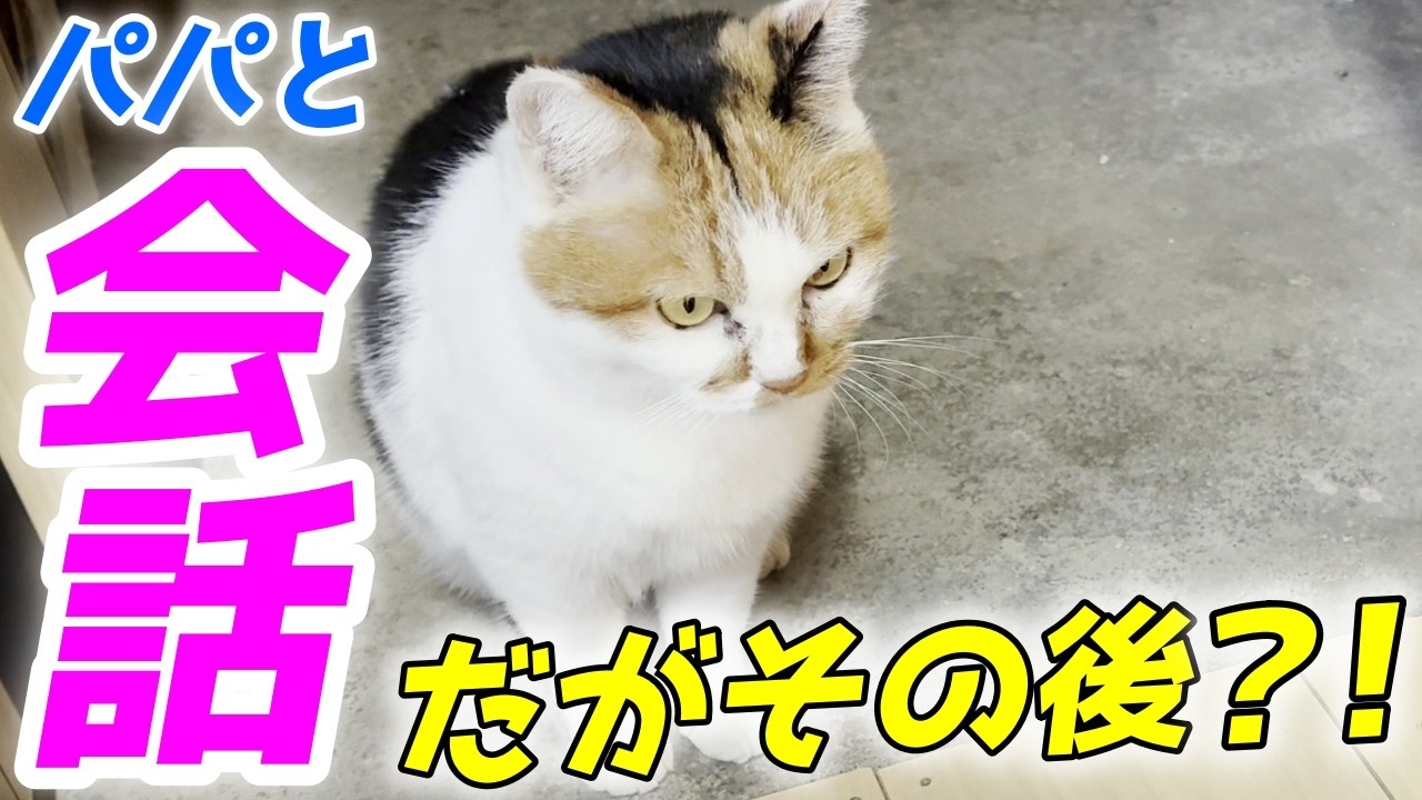 三毛ネコ♪ 二度見】美しい三毛猫ちゃんのまさかの姿に驚き！コメント欄「流石に長