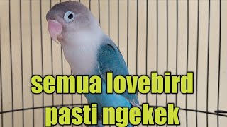 Berkat lovebird ini banyak labet semula diam jadi ikut ngekek LOVEBIRD NGEKEK PANJANG