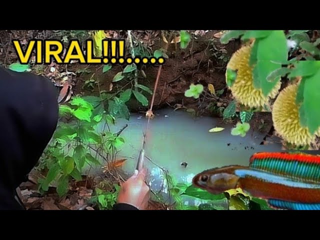 VIRAL!.. seharian menyusuri sarang ikan chana class=