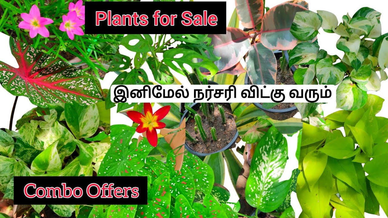 Plant sale in offer price. செடி விற்பனை ஆன்லைன். Exotic Plants sale in tamilnadu. Plant seller