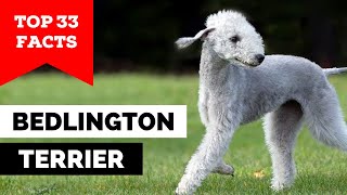 99% of Bedlington Terrier Owners Don't Know This