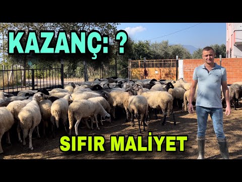 100 KOYUNDAN YILDA KAÇ PARA KAZANDIK ? SIFIR MALİYET İLE KOYUN BAKIYOR