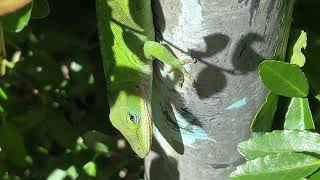 Green Anole
