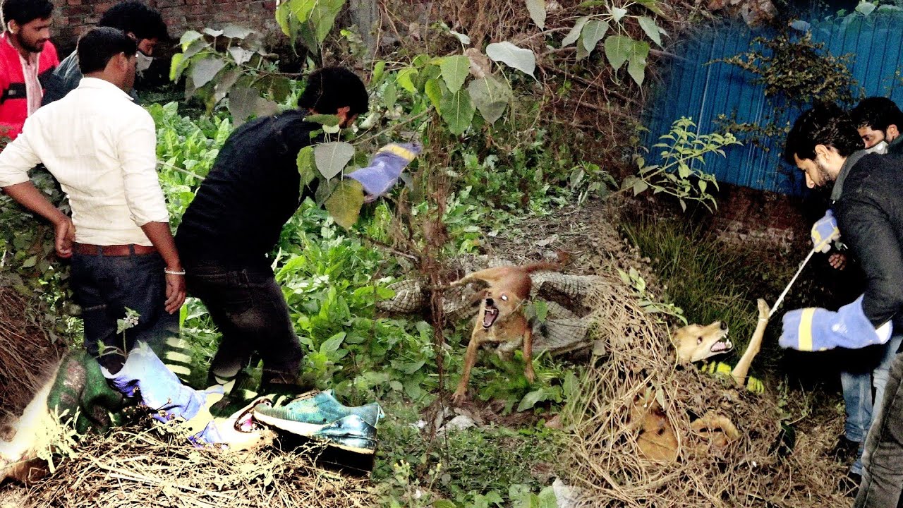 बहुत ही दिलचस्प वीडियो, इस चारदीवारी में गिरे दो कुत्ते को कैसे रेस्क्यू किया!Dog Rescue in boundary