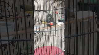 Sogon fulmet | ad 1 subscribe #kicaumania #trending #shorts