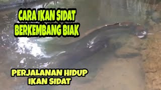 Download Lagu CARA IKAN SIDAT BERKEMBANG BIAK DAN PROSES PERJALANAN HIDUP NYA MP3