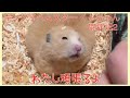 キンクマハムスター くぅちゃん闘病記2