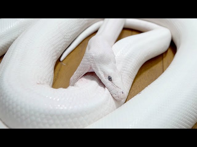 Serious injury] Our giant white snake has done something bad again
