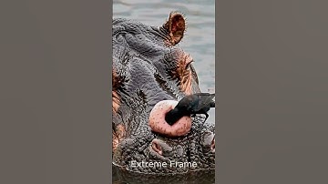 Bird helps hippopotamus #birds #hippo #shorts #animals