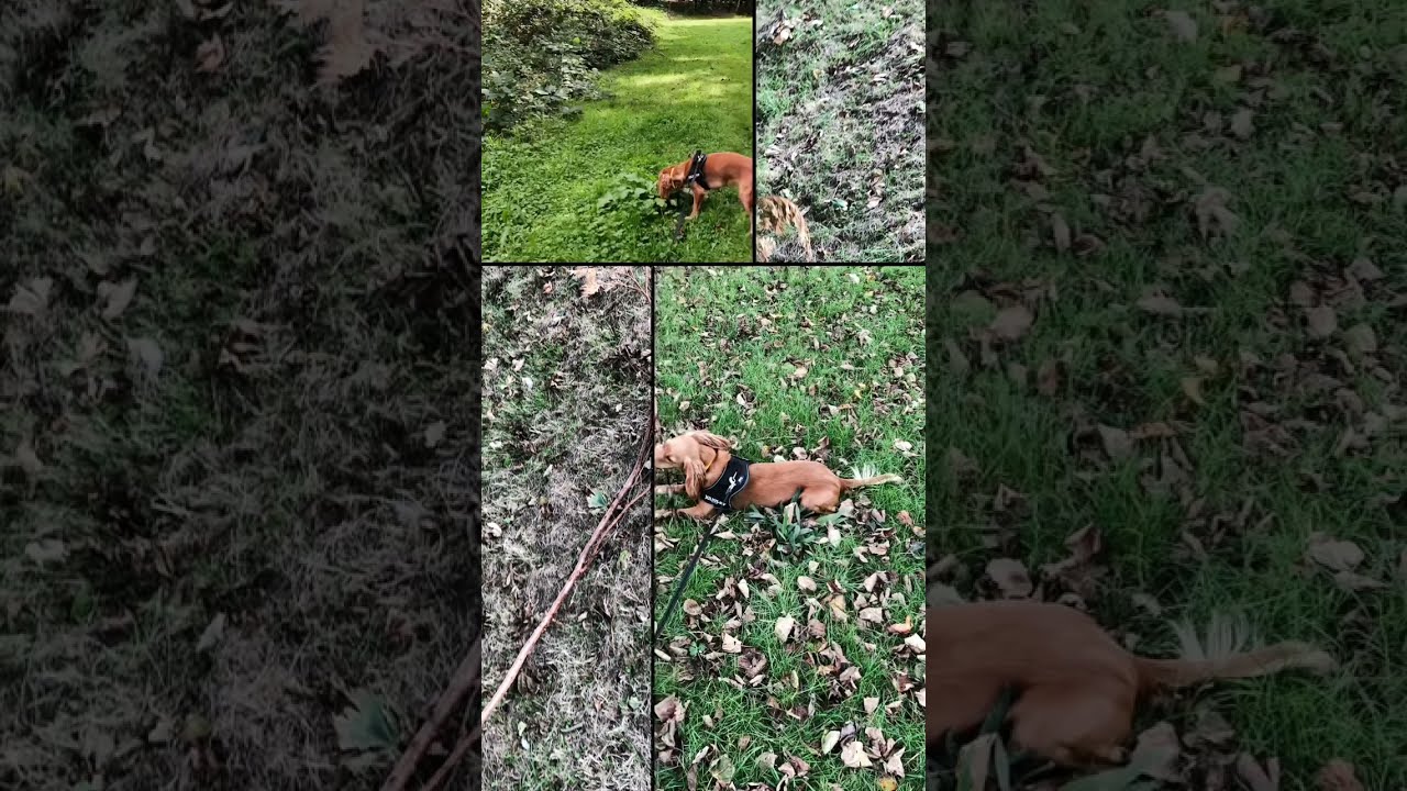 Pet Friends - Autumn 2021 - North Devon, UK 🇬🇧 - BritishGirlExplores 