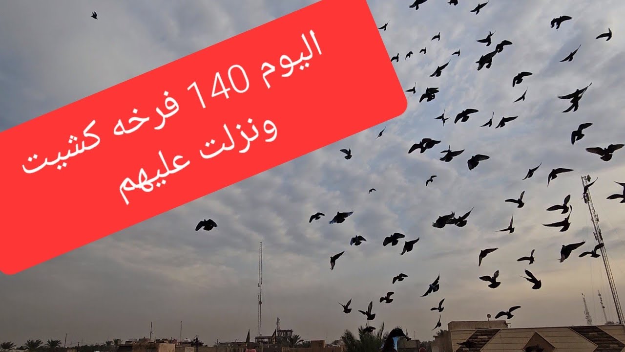 الحلقه 14 يوميات سطح فارس الكربلائي 2 سويتلكم 140 فرخه دللو