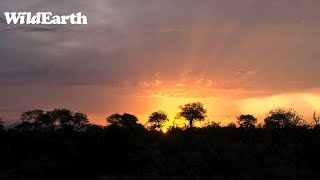 WildEarth - Sunrise Safari -  17 November 2023