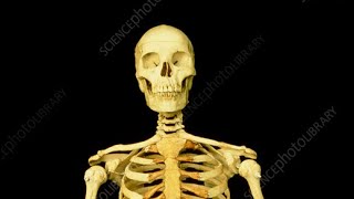 Cool Skeletons