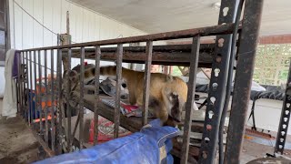 A Wild Morning Wakeup Call - Coatimundi In A Garage! (In Florida 😳)