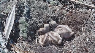 UFL Osprey Cam Bonking Babies Feeding April 11, 2022