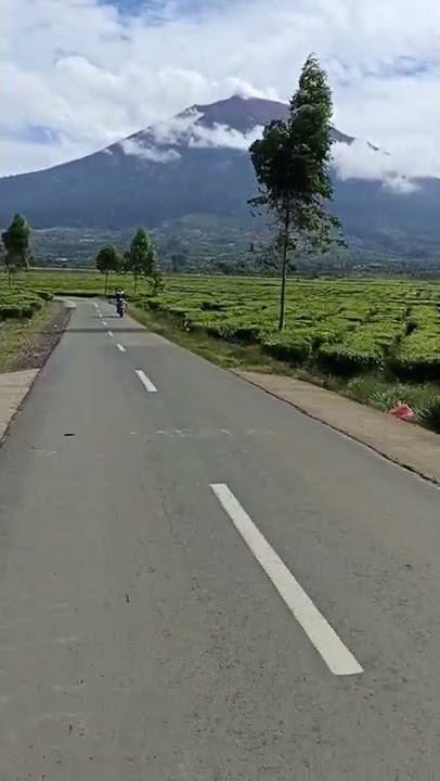 KAYU ARO | Kebun Teh Di Kaki Gunung Kerinci