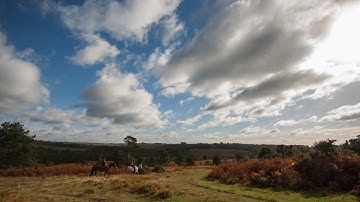 A Year in the Life of Ashdown Forest
