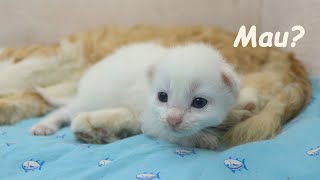 Poor Kitten Passed Out on Foster Dad Cat's Paw after his Mother Abandoned him, Nursed by Foster Mom by Moo Kittens 531 views 5 days ago 50 seconds