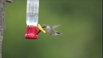 New Hummingbird Vignettes 15