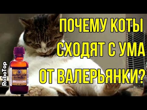 Почему коты сходят с ума от валерьянки?