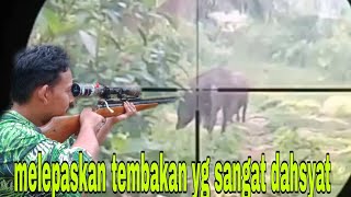 wild boar hunting❗begitu banyak nya hama babi yg berkeliaran di hutan aceh