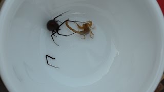 Celebrity Scorpion And Black Widow Defend Against Becoming The Other's Prey (Warning: May be disturbing) Profile