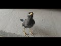 Hand Tame Mynah Bird | 4 Months Old | How To Tame Any Bird