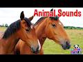 Animal Sounds for Kids 🐶🐱 | Amazing Animals Sounds &amp; Names | Fun Learning Video