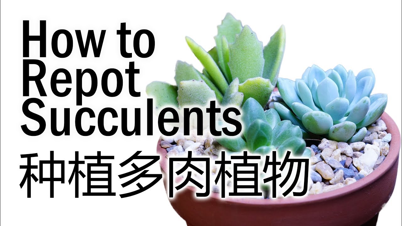 Step by step guide how to repot or plant succulents 多肉植物种植教学 - YouTube